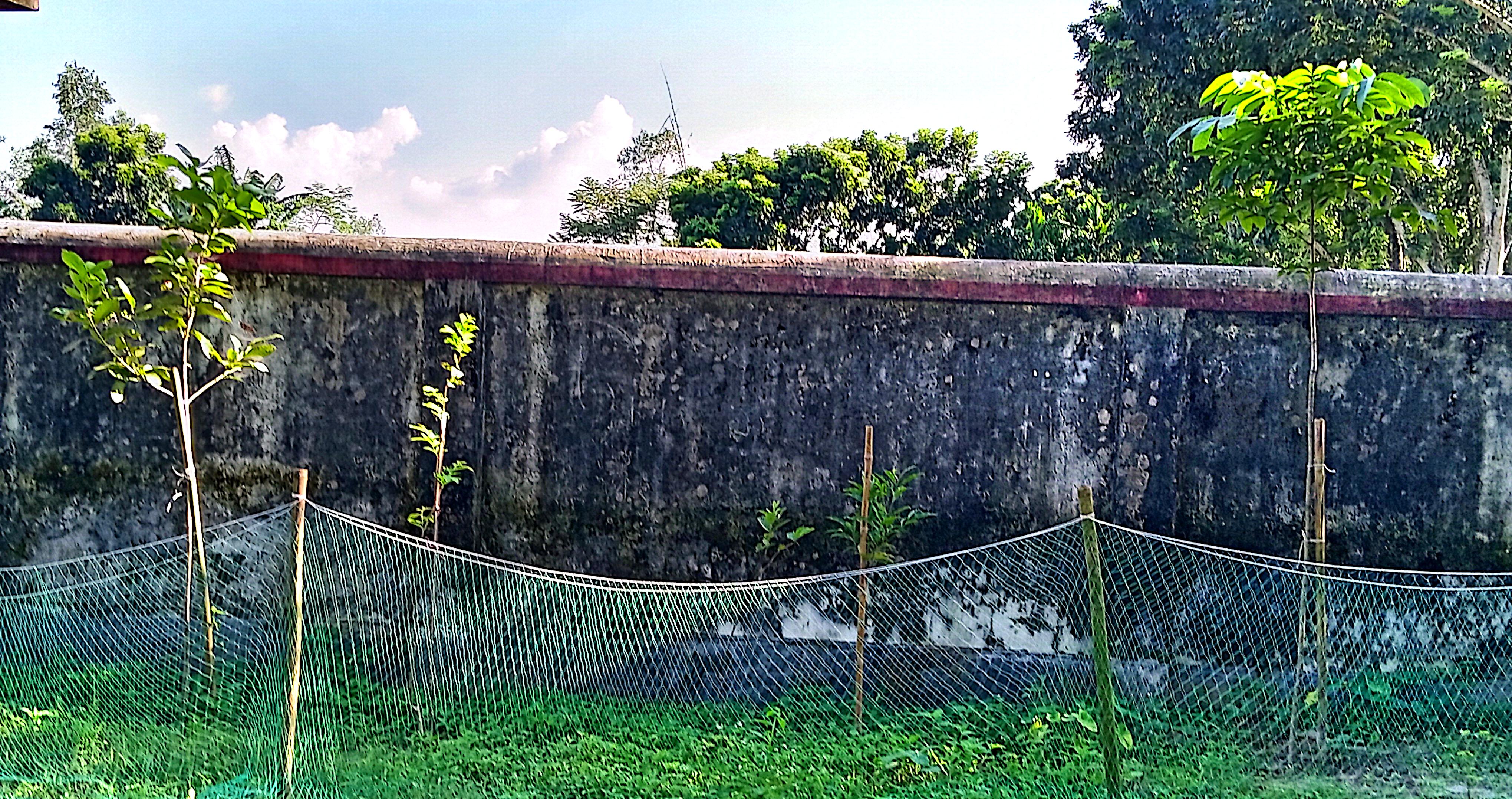 জলাবায়ু পরিবর্তন উপলক্ষে বৃক্ষরোপণ। 
